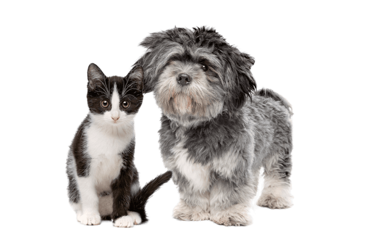 dog-and-cat-cut-out